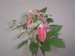 ABO-Anak Pokok Kayu Manis Ceylon - Thumbnail 2