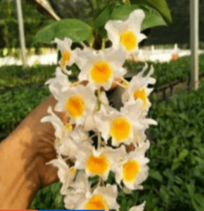 Dendrobium farmeri. Orkid hutan. Pokok dalam pasu 4inch. Pokok lekat di kayu - Image 1