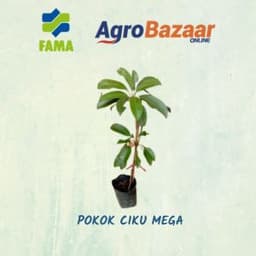 Anak Pokok Ciku Mega - Thumbnail 2
