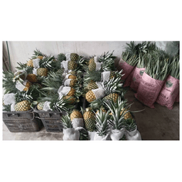 Nanas Josapine - Thumbnail 1