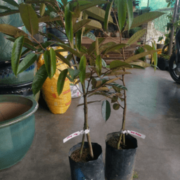 POKOK DURIAN MUSANG KING - Thumbnail 2