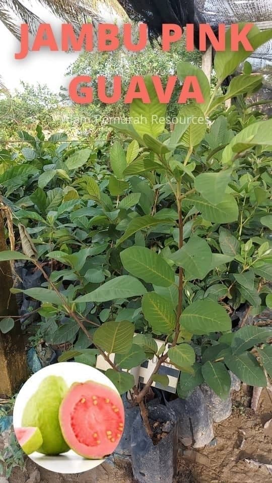 POKOK JAMBU PINK GUAVA PINK - Image 1
