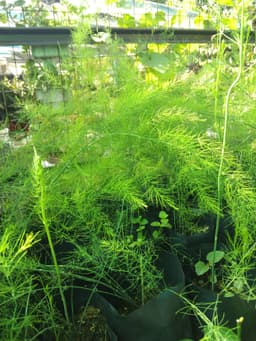 anak pokok asparagus - Thumbnail 2
