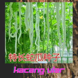 kacang ular - Thumbnail 2