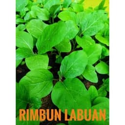Anak Pokok Sayur-Sayuran 10pcs - Thumbnail 1