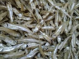 Ikan bilis kasar Pulau pangkor - Thumbnail 1