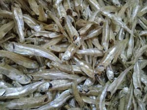 Ikan bilis kasar Pulau pangkor