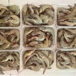 Udang Putih - Thumbnail 1