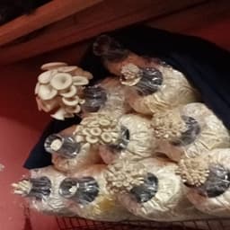 BONGKAH CENDAWAN - Thumbnail 1