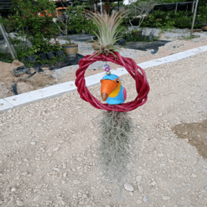 BURUNG + JANGGUT. HIASAN GANTUNG. JANGGUT HIDUP. READY STOCK - Image 1