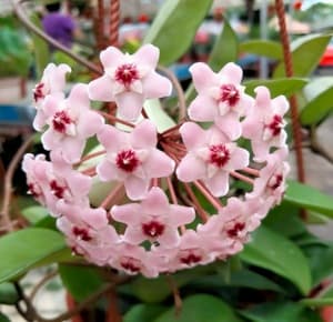 Bunga Hoya - Image 1