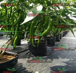 Pokok Cili - Thumbnail 2