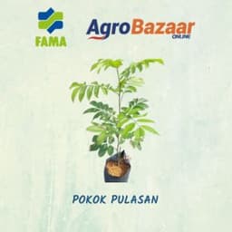 Pokok Pulasan - Thumbnail 2