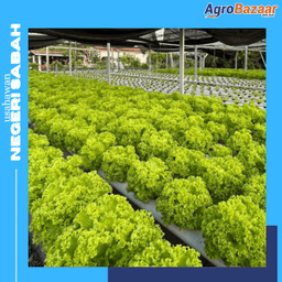 GREEN CORAL SALAD - Thumbnail 1