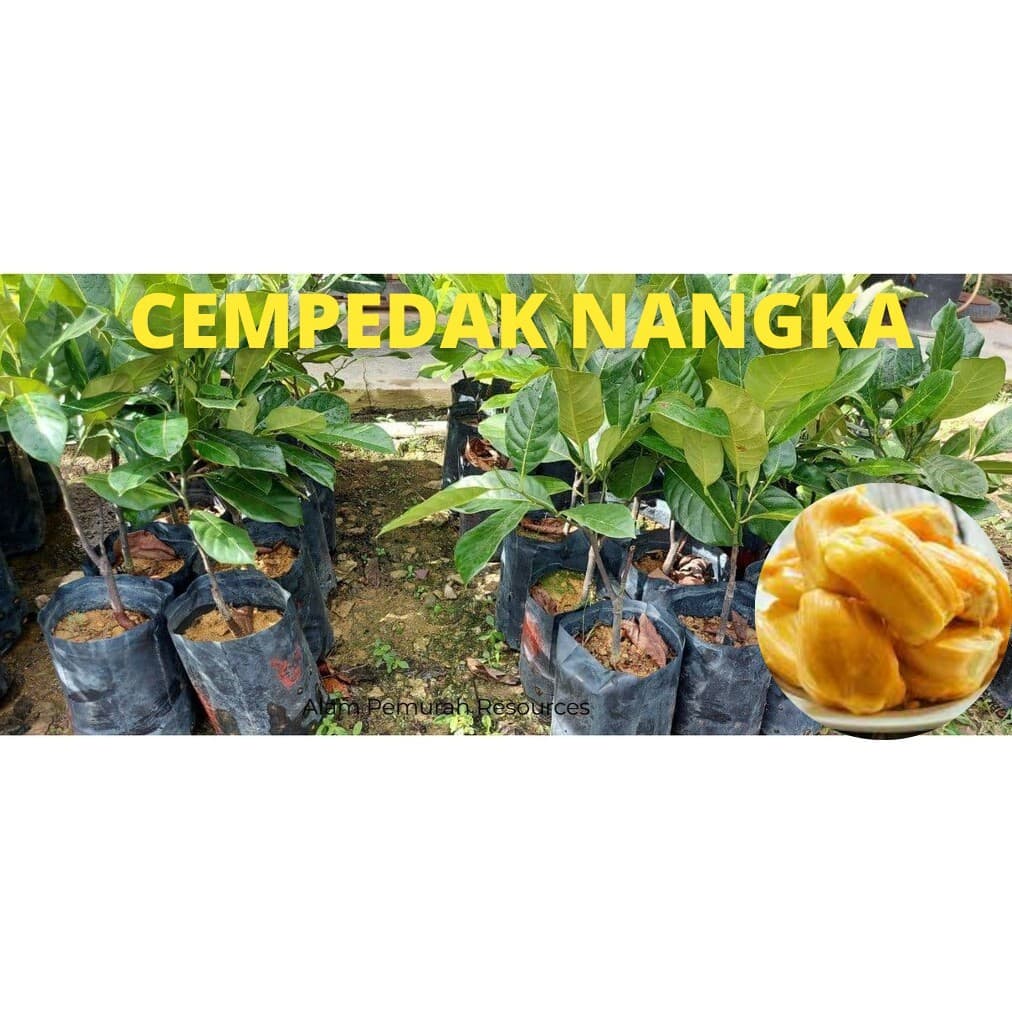POKOK CEMPEDAK NANGKA Hybrid - Image 1