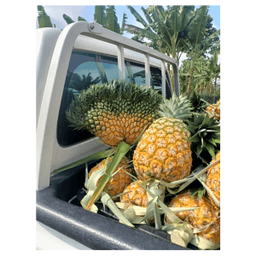 set combo nenas md2 - Thumbnail 1