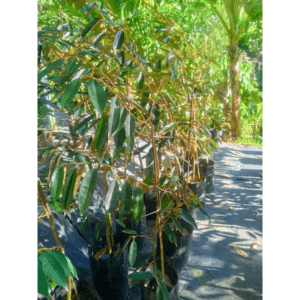 Anak Pokok Durian D2 Dato Nina - Image 1