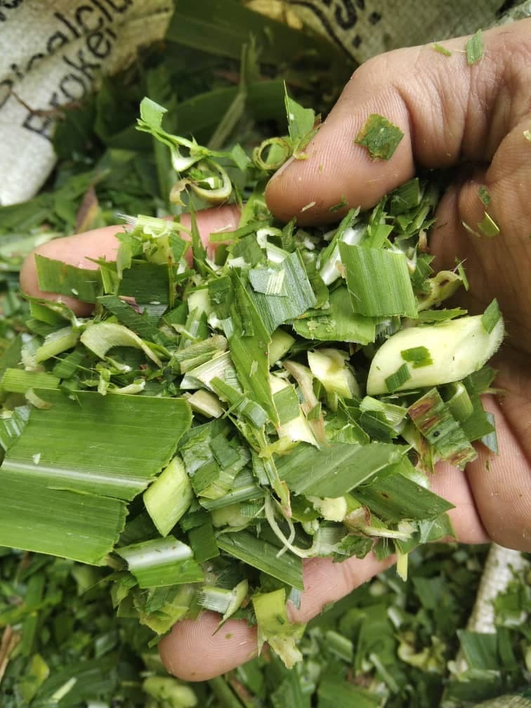 Fresh Cut Napier - Image 1