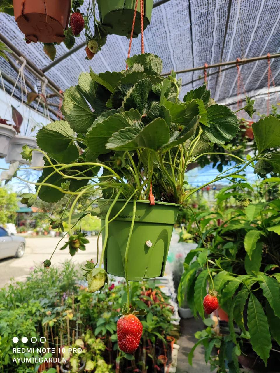 Pokok strawberry - Image 1