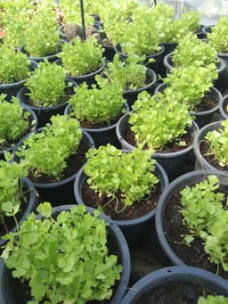 anak pokok daun sup - Thumbnail 2