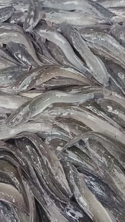 Ikan Keli Segar - Thumbnail 2