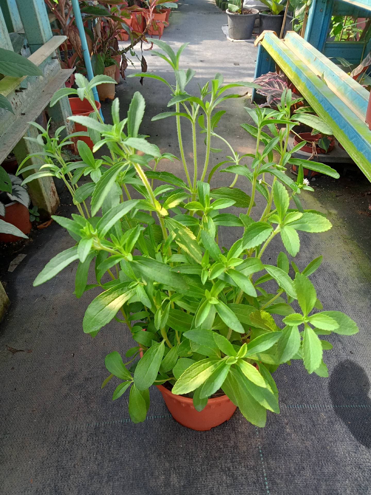 pokok stevia