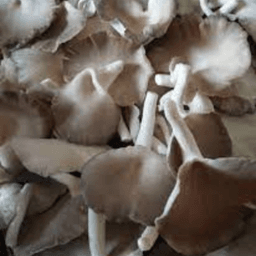 cendawan - Thumbnail 2