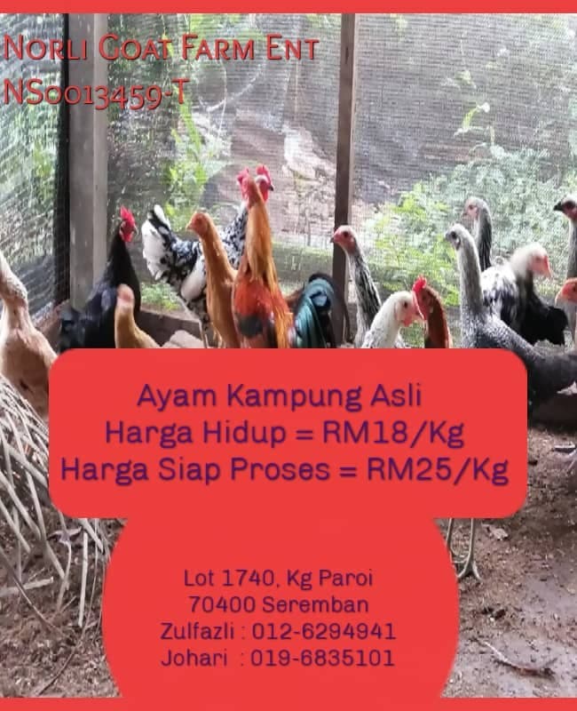 Ayam Kampung Asli - Image 1