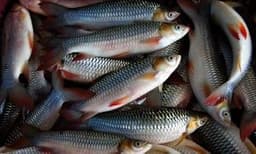 JELAWAT (SULTAN) - Thumbnail 1