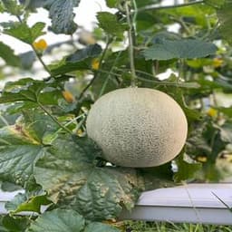 SELF PICKUP-ROCK MELON - Thumbnail 2