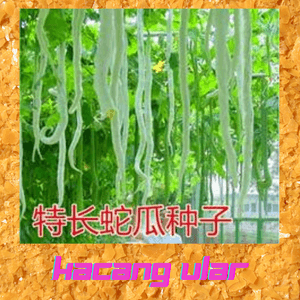 kacang ular - Image 1