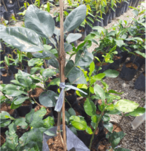 Anak pokok hybrid limau bali isi merah - Image 1