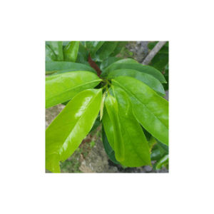 Daun durian belanda herba tradisional - Image 1