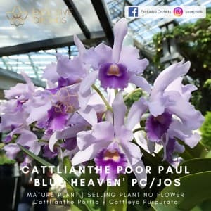 Cattlianthe Poor Paul 'Blue Heaven' PC/JOS, 5" pot