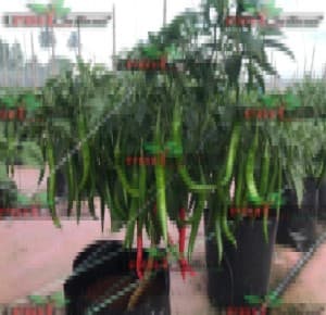 Pokok Cili - Image 1