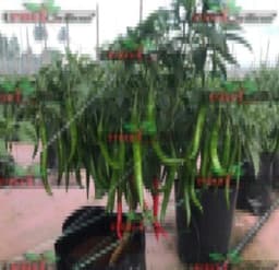 Pokok Cili - Thumbnail 1