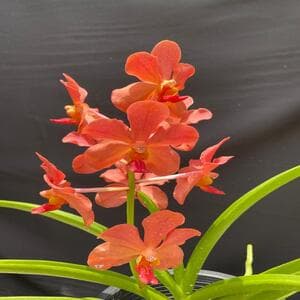 Self Pickup - Dendrobium Hiang Beauty