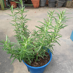 Pokok rosemary - Thumbnail 1