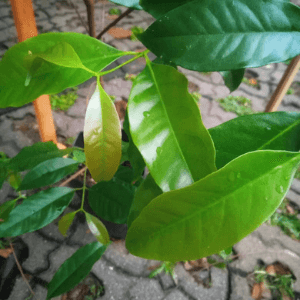 Anak Pokok Serai Kayu (Salam) - Image 1