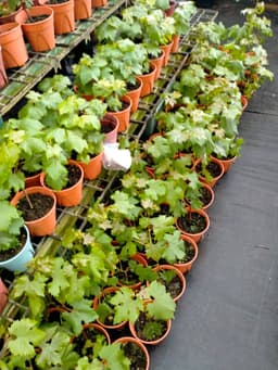 Pokok anggur - Thumbnail 2