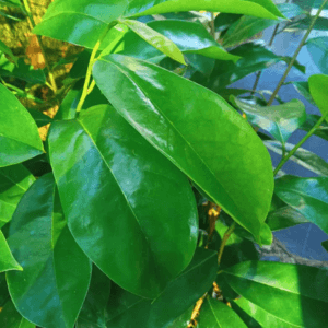 Anak Pokok Durian Belanda - Image 1