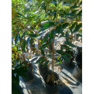 Anak Pokok Durian D168 Hajah Hasmah Mas Muar - Image 1