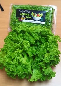 GREEN COLLAR LETTUCE(4boxX200grameach) - Image 1