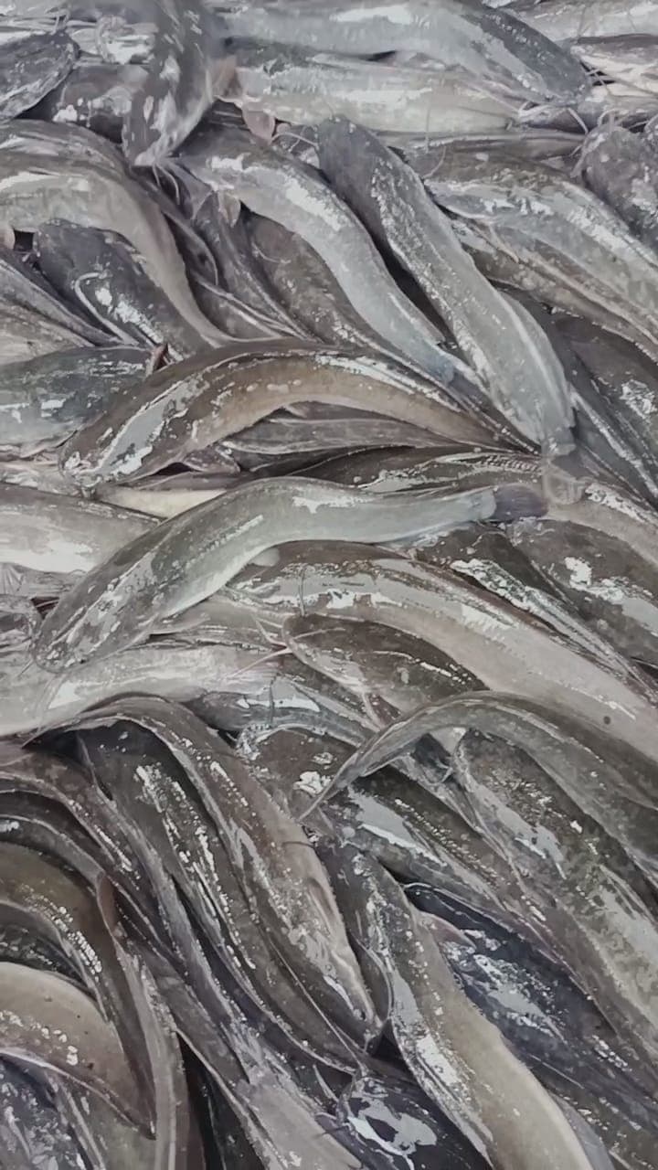 Ikan Keli Segar - Image 1