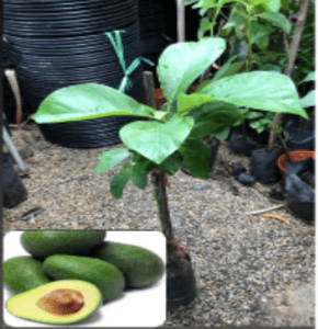 Pokok Avocado Hybrid, Avocado Kahwin dalam polibeg