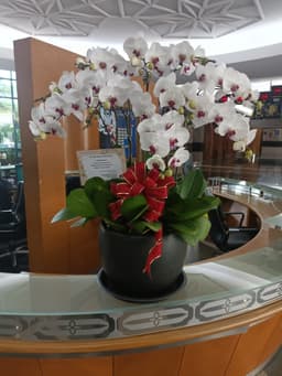 30 in 1 POTTED PHALAENOPSIS - Thumbnail 2