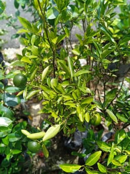 Limau Madu Siam - Thumbnail 2