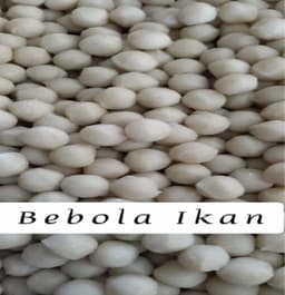 Bebola Ikan - Thumbnail 1
