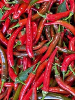 CILI SEGAR - Thumbnail 2