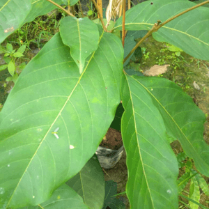 Anak Pokok Rambutan R167 Kelapa Nephelium lappaceum (Chai Thow Chin)